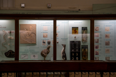 Survey of Animals exhibit in Natural History Gallery (balcony) in Horniman Museum, Forest Hill, London, UK Survey of Animals exhibit in Natural History Gallery (balcony) in Horniman Museum, Forest Hill, London, UK