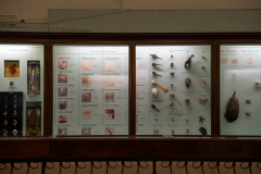 Survey of Animals exhibit in Natural History Gallery (balcony) in Horniman Museum, Forest Hill, London, UK Survey of Animals exhibit in Natural History Gallery (balcony) in Horniman Museum, Forest Hill, London, UK