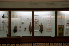 Survey of Animals exhibit in Natural History Gallery (balcony) in Horniman Museum, Forest Hill, London, UK Survey of Animals exhibit in Natural History Gallery (balcony) in Horniman Museum, Forest Hill, London, UK