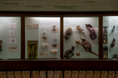 Survey of Animals exhibit in Natural History Gallery (balcony) in Horniman Museum, Forest Hill, London, UK Survey of Animals exhibit in Natural History Gallery (balcony) in Horniman Museum, Forest Hill, London, UK