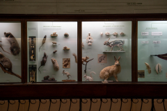 Survey of Animals exhibit in Natural History Gallery (balcony) in Horniman Museum, Forest Hill, London, UK Survey of Animals exhibit in Natural History Gallery (balcony) in Horniman Museum, Forest Hill, London, UK