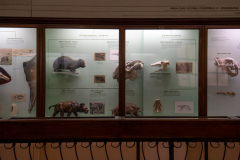 Survey of Animals exhibit in Natural History Gallery (balcony) in Horniman Museum, Forest Hill, London, UK Survey of Animals exhibit in Natural History Gallery (balcony) in Horniman Museum, Forest Hill, London, UK