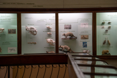 Survey of Animals exhibit in Natural History Gallery (balcony) in Horniman Museum, Forest Hill, London, UK