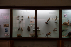 Survey of Animals exhibit in Natural History Gallery (balcony) in Horniman Museum, Forest Hill, London, UK