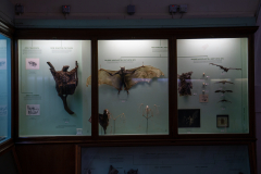 Survey of Animals exhibit in Natural History Gallery (balcony) in Horniman Museum, Forest Hill, London, UK