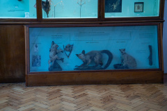 Survey of Animals exhibit in Natural History Gallery (balcony) in Horniman Museum, Forest Hill, London, UK
