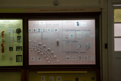 Survey of Animals exhibit in Natural History Gallery (balcony) in Horniman Museum, Forest Hill, London, UK Survey of Animals exhibit in Natural History Gallery (balcony) in Horniman Museum, Forest Hill, London, UK