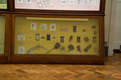 Survey of Animals exhibit in Natural History Gallery (balcony) in Horniman Museum, Forest Hill, London, UK Survey of Animals exhibit in Natural History Gallery (balcony) in Horniman Museum, Forest Hill, London, UK