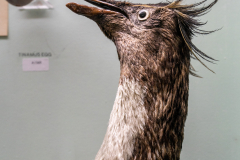 Survey of Animals exhibit in Natural History Gallery (balcony) in Horniman Museum, Forest Hill, London, UK