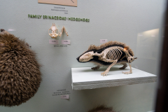 Survey of Animals exhibit in Natural History Gallery (balcony) in Horniman Museum, Forest Hill, London, UK