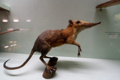Survey of Animals exhibit in Natural History Gallery (balcony) in Horniman Museum, Forest Hill, London, UK
