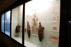 Survey of Animals exhibit in Natural History Gallery (balcony) in Horniman Museum, Forest Hill, London, UK