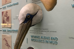 Survey of Animals exhibit in Natural History Gallery (balcony) in Horniman Museum, Forest Hill, London, UK