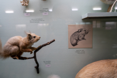Survey of Animals exhibit in Natural History Gallery (balcony) in Horniman Museum, Forest Hill, London, UK