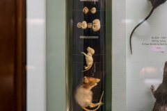 Survey of Animals exhibit in Natural History Gallery (balcony) in Horniman Museum, Forest Hill, London, UK