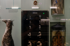 Survey of Animals exhibit in Natural History Gallery (balcony) in Horniman Museum, Forest Hill, London, UK