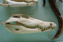 Survey of Animals exhibit in Natural History Gallery (balcony) in Horniman Museum, Forest Hill, London, UK