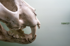 Survey of Animals exhibit in Natural History Gallery (balcony) in Horniman Museum, Forest Hill, London, UK