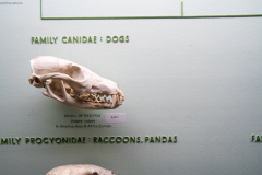 Survey of Animals exhibit in Natural History Gallery (balcony) in Horniman Museum, Forest Hill, London, UK