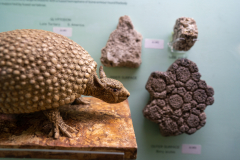 Survey of Animals exhibit in Natural History Gallery (balcony) in Horniman Museum, Forest Hill, London, UK