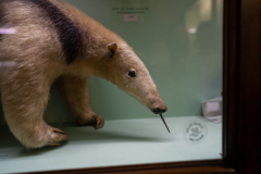 Survey of Animals exhibit in Natural History Gallery (balcony) in Horniman Museum, Forest Hill, London, UK