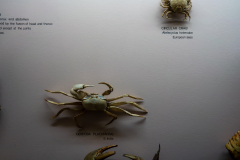 Survey of Animals exhibit in Natural History Gallery (balcony) in Horniman Museum, Forest Hill, London, UK