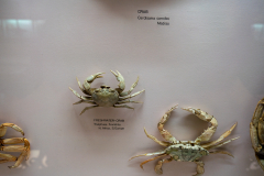 Survey of Animals exhibit in Natural History Gallery (balcony) in Horniman Museum, Forest Hill, London, UK