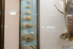 Survey of Animals exhibit in Natural History Gallery (balcony) in Horniman Museum, Forest Hill, London, UK