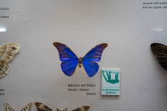 Survey of Animals exhibit in Natural History Gallery (balcony) in Horniman Museum, Forest Hill, London, UK