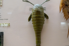 Survey of Animals exhibit in Natural History Gallery (balcony) in Horniman Museum, Forest Hill, London, UK