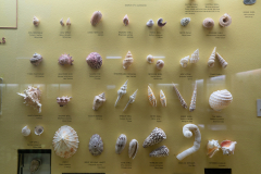 Survey of Animals exhibit in Natural History Gallery (balcony) in Horniman Museum, Forest Hill, London, UK
