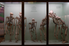 Apes (Family Pongidae) Apes (Family Pongidae)