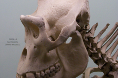 Gorilla (Adult male) Gorilla (Adult male)