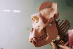 Gorilla (Adult male)
