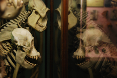 Apes (Family Pongidae) Apes (Family Pongidae)