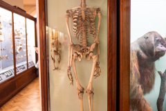 Case 99 Humans (Homo sapiens sapiens) Case 99 Humans (Homo sapiens sapiens)