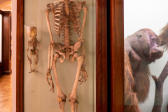 Case 99 Humans (Homo sapiens sapiens) Case 99 Humans (Homo sapiens sapiens)