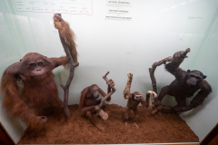 Orang-utan and chimpanzee (Family Pongidae) Orang-utan and chimpanzee (Family Pongidae)