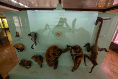 Monkeys (Super-family Ceboidea) Monkeys (Super-family Ceboidea)