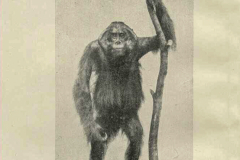 Mounted Orang-utan (Male)