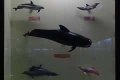 Case 1 Save the Whales Case 1 Save the Whales