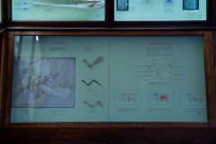 Fossils and Distribution Fossils and Distribution