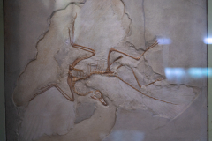 Archaeopteryx cast Archaeopteryx cast