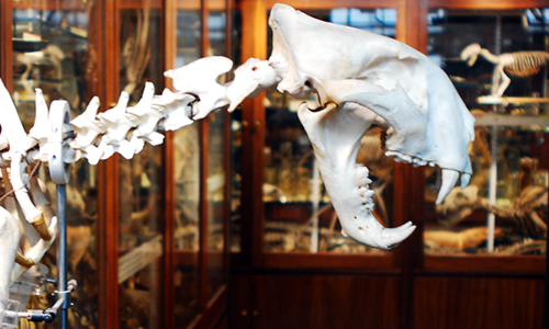 Tiger in UCL Grant Museum of Zoology - cover for Cain - No Ordinary Space