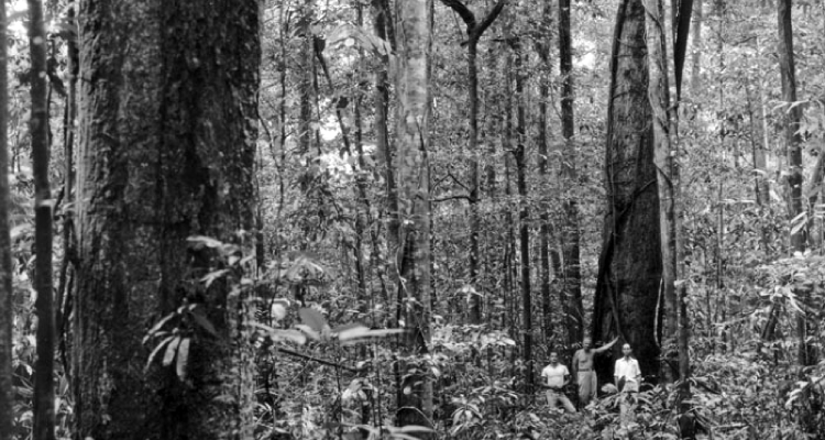 Theodosius Dobzhansky (1900-1975) was an experimental population geneticist and Soviet émigré to the US. In 1943, he visited Professor Andre Drefus in Sao Paolo as part of a US “good neighbour” programme. In this photograph, Dobzhansky (centre) and two unnamed Brazilian colleagues are trapping Drosophila fruit flies in nearby forest. Dobzhansky was key to the synthesis period.