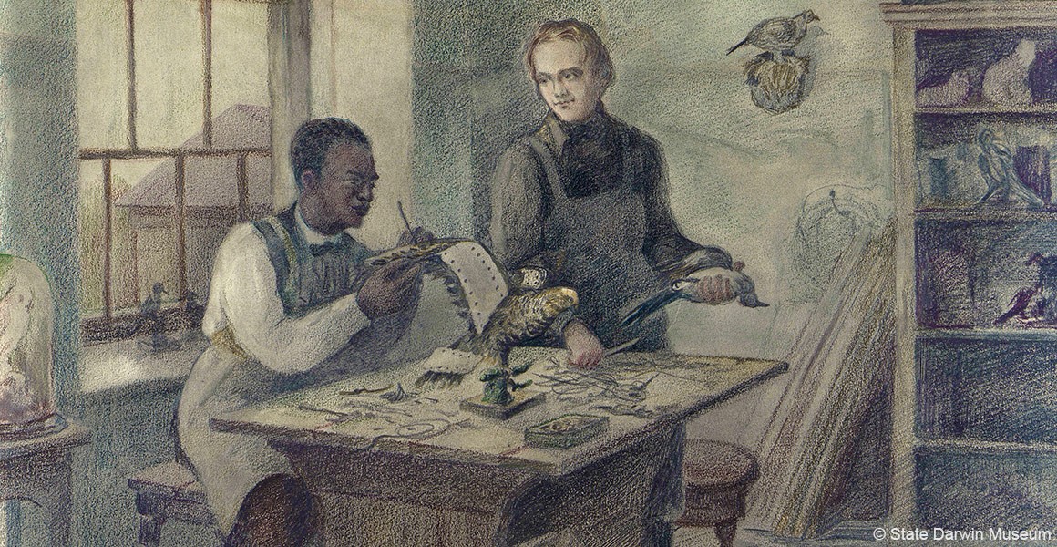 Twentieth century reimagining of John Edmonstone teaching taxidermy to Charles Darwin in Edinburgh during 1820s. Copyright State Darwin Museum, Moscow.