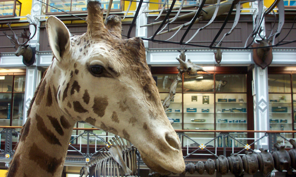 Giraffe in Natural history Museum, Dublin, 2004