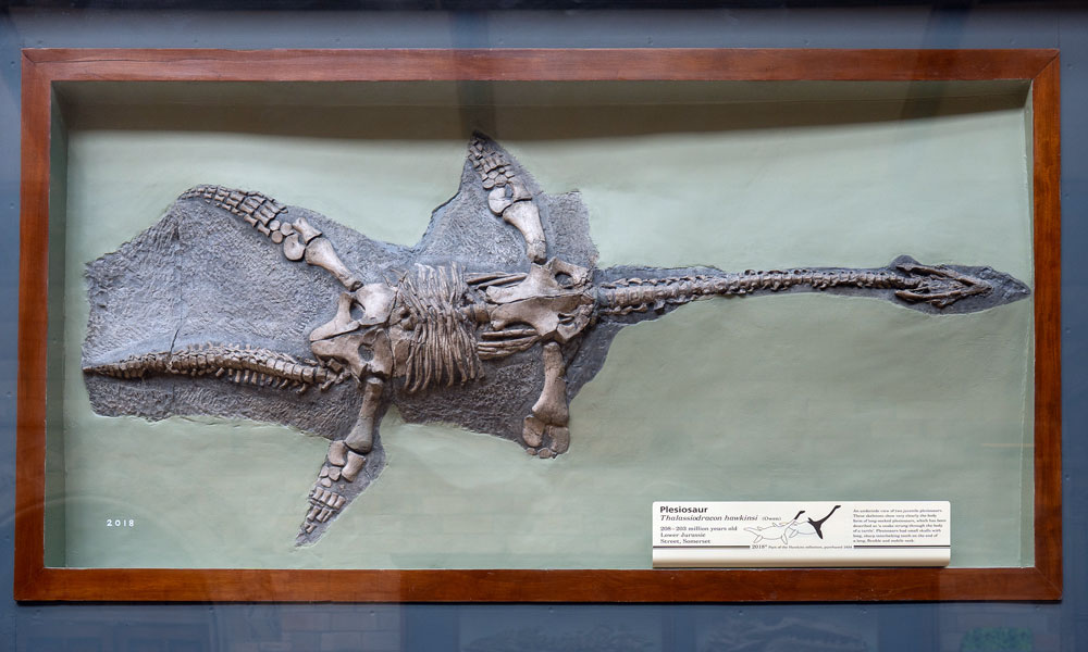 Plesiosaur skeleton (Thalassiodracon hawkinsi) Original on display at The Natural History Museum, London.