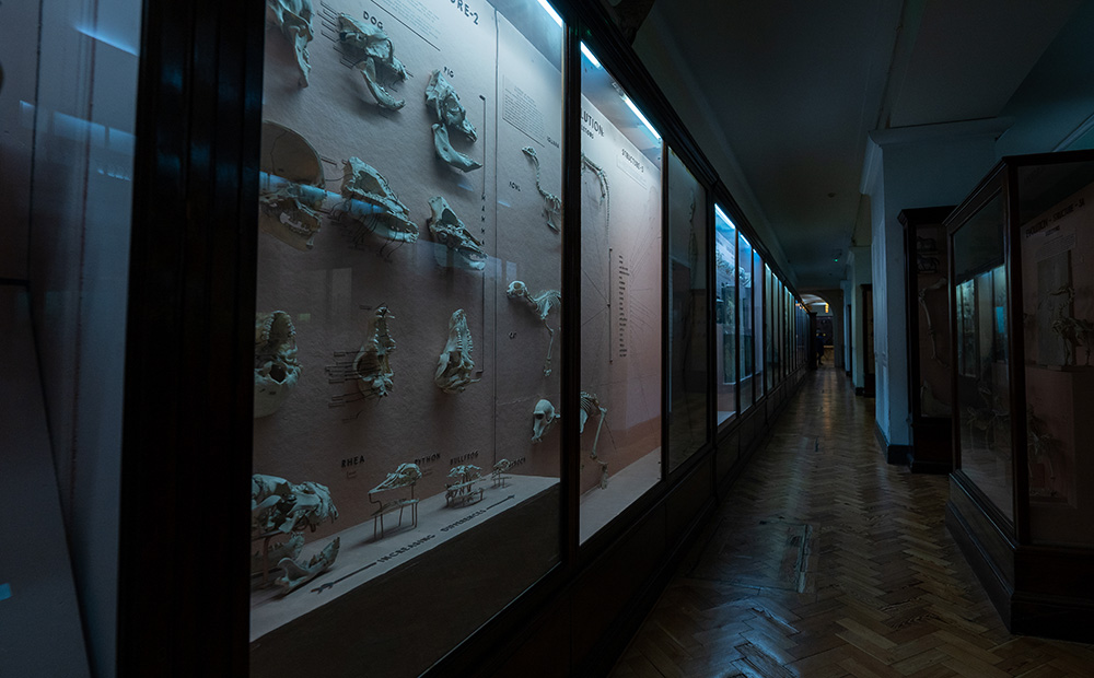 Evidences of Evolution exhibit, from case 60 onwards in Natural History Gallery in Horniman Museum