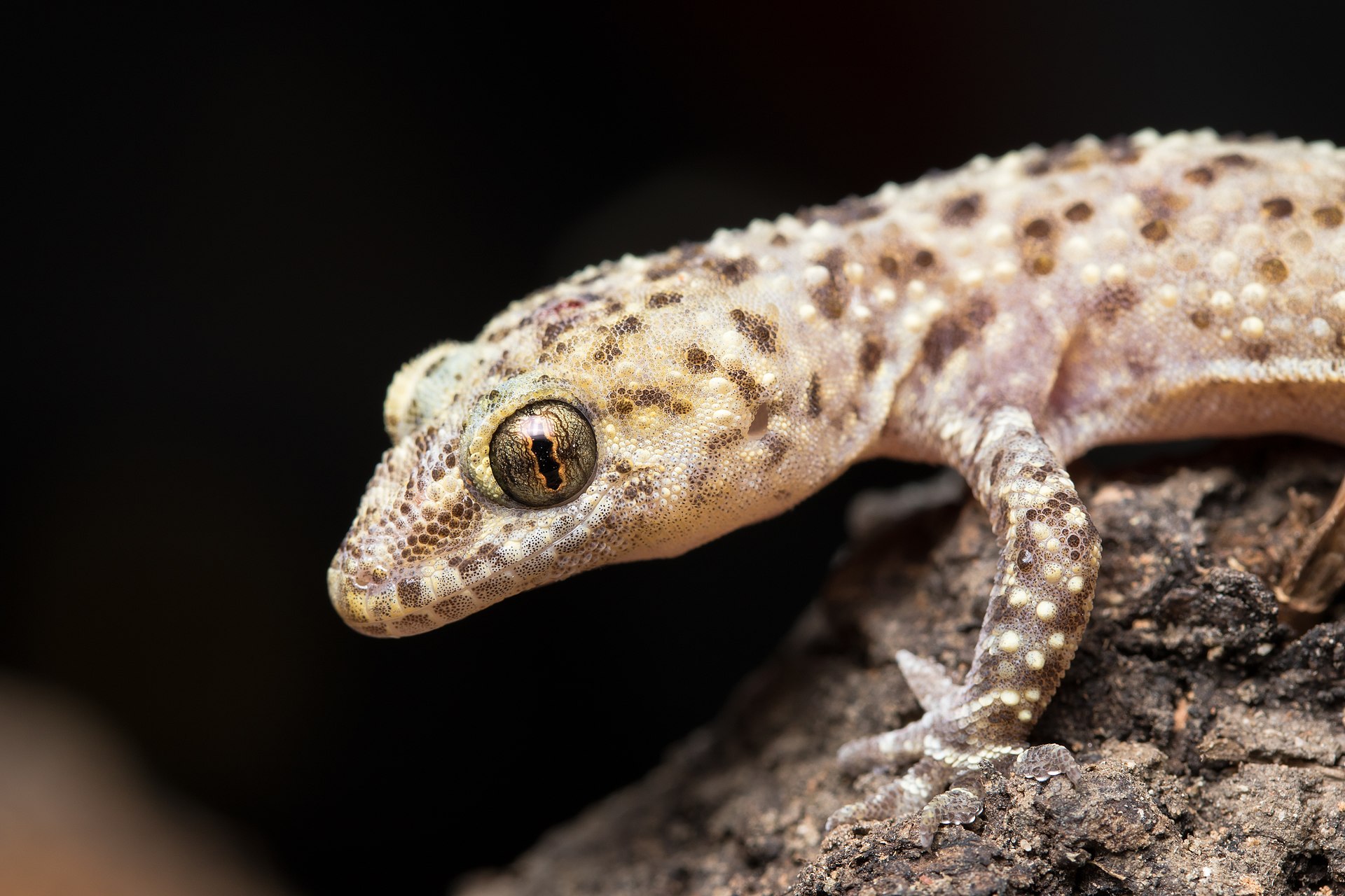 Mediterranean house gecko (Hemidactylus turcicus), common to the Mediterranean region. Also known as “Turkish gecko” or “moon lizard”.